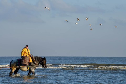 Horse fishermen catching Brown shrimp (Crangon crangon), Koksijde, North Sea coast, province of
