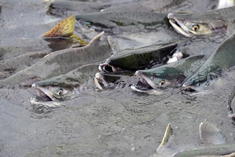 Pink salmons (Oncorhynchus gorbuscha) swimming densely packed up the river, Prince William Sound,