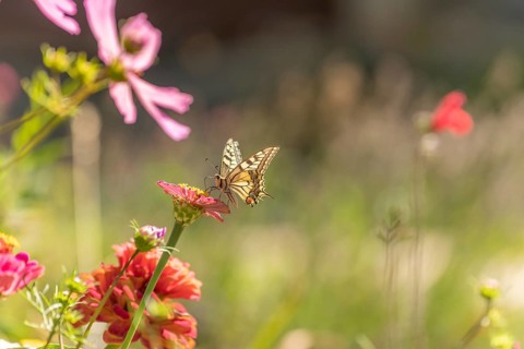 Swallowtail butterfly (Papilio machaon) foraging for nectar on a flower in a garden. Cevennes,