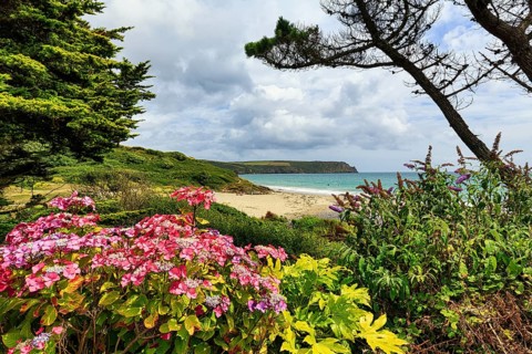 View over flowering hydrangea to the sea, Carne Beach, coastline, Roseland Peninsula, Gerrans Bay,