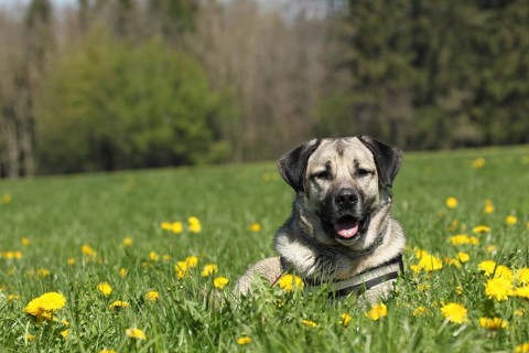 Kangal, Anatolian guard dog lying in dandelion (Taraxacum) Allgäu, Bavaria, Germany, Europe