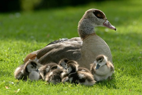 Egyptian Goose (Alopochen aegyptiacus) with goslings