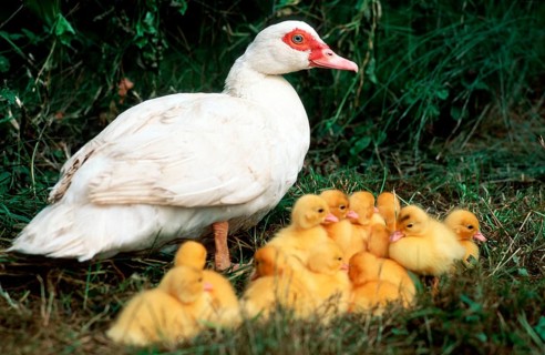 Domestic muscovy ducks, females with chicks, domestic duck
