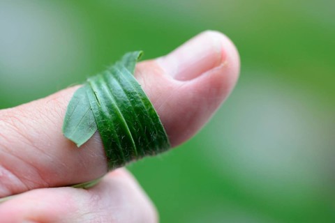 Ribwort plantain (Plantago lanceolata) wrapped around thumb, wound care, for insect bites