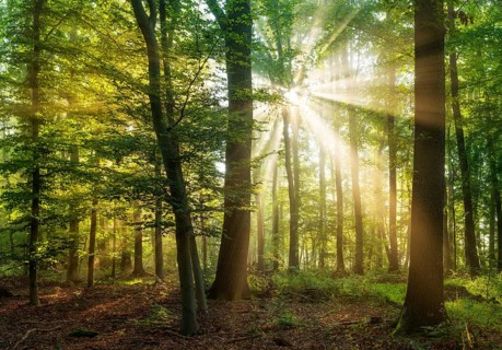 Sun shines through natural beech forest with morning fog, Burgenlandkreis, Saxony-Anhalt, Germany,