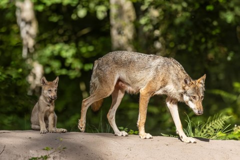 European gray wolf (Canis lupus) alpha wolf with pup, Germany, Europe