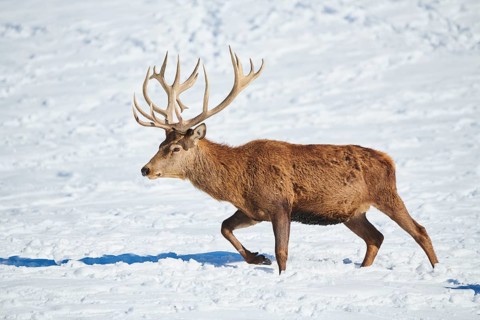 Red deer (Cervus elaphus) stag on a snowy meadow in the mountains in tirol, Kitzbühel, Wildpark