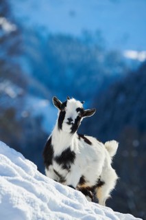 Domestic goat (Capra hircus) kid on a snowy meadow in winter, tirol, Kitzbühel, Wildpark Aurach,
