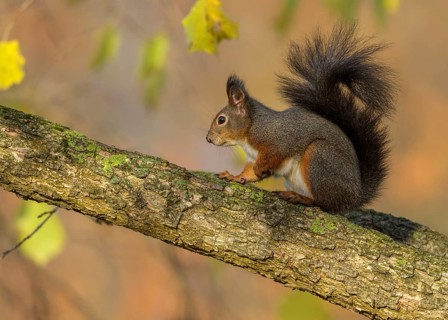 Eurasian red squirrel (Sciurus vulgaris), sitting on a branch, autumn, Rosensteinpark, Stuttgart,