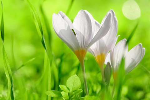 Autumn crocus (Colchium speciosum), September, Saxony, Germany, Europe