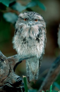 Tawny frogmouth (Podargus strigoides), Australia, animals, bird, birds, outside, exterior, branch,