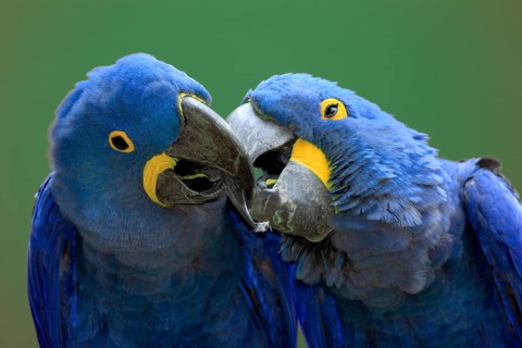 Hyacinth Macaws (Anodorhynchus hyacinthinus), pair