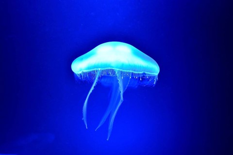 Moon Jelly (Aurelia aurita), Palma Aquarium, Palma de Mallorca, Majorca, Balearic Islands, Spain,
