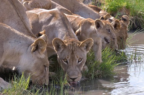 Lions (Panthera leo) drinking, Nsefu sector, South Luangwa National Park, Zambia, Africa