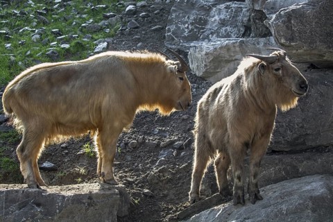 Two golden takins (Budorcas taxicolor bedfordi) in rock face, native to the Himalayan mountains