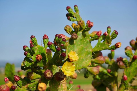 Indian fig opuntia (Opuntia ficus-indica) blossoms and fruits, ebro delta, Catalonia, Spain, Europe