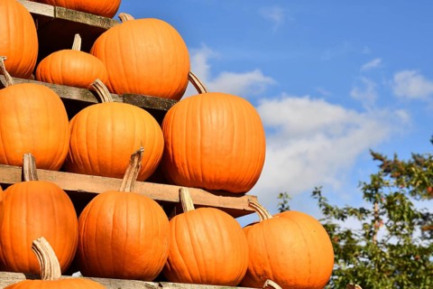 Orange Halloween 'Ghostride' pumpkins on shelves