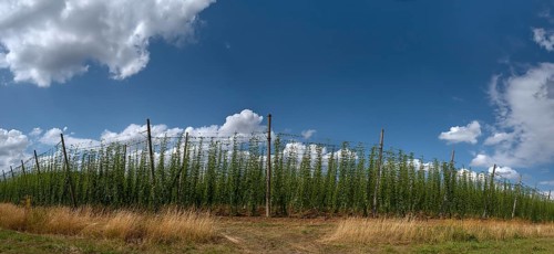 Hop (Humulus lupulus) cultivation, Herpersdorf, Middle Franconia, Bavaria, Germany, Europe