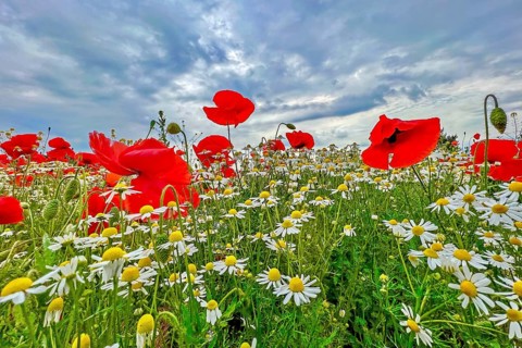 Poppy (Papaver) wild chamomile (Matricaria chamomilla) Flowering strip, sunrise, summer meadow,