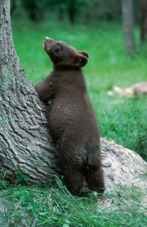 Black Bear (Ursus americanus) cub