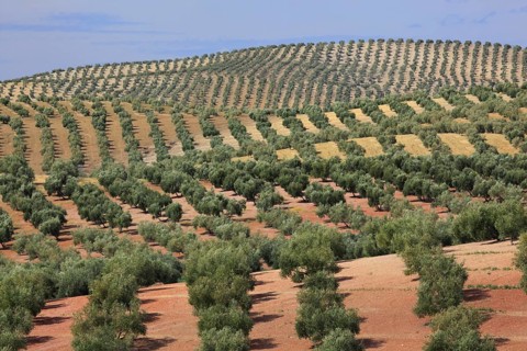 Olive groves, province of Jaon, Andalusia, Spain, Europe