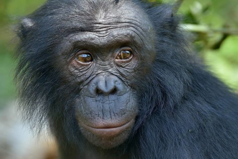 Bonobo (Pan paniscus), portrait, Lola ya Bonobo Sanctuary, Kimwenza, Mont Ngafula, Kinshasa,