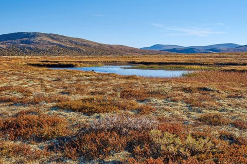 Dovrefjell National Park in autumn, Oppdal, Norway, Europe