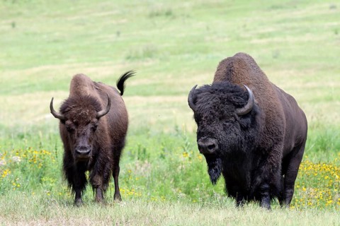 Buffalo (Bison bison), male, female, Custer State Park, South Dakota, USA, North America