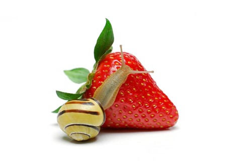 Tape snail on strawberry, tape snail, snail plague, snail food