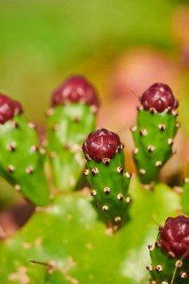 Indian fig opuntia (Opuntia ficus-indica) blossoms and fruits, ebro delta, Catalonia, Spain, Europe