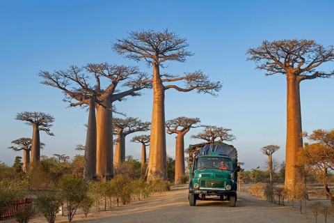 Avenue of the Baobabs, Grandidier's baobabs lining unpaved Road No. 8 between Morondava and Belon'i