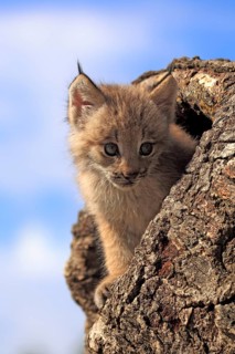 Canadian Lynx, cub, 8 weeks (Lynx lynx canadensis) (Felis lynx canadensis), Silver Lynx