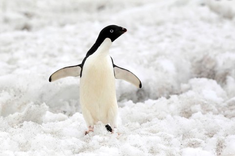 Adelie Penguin (Pygoscelis adeliae), adult in snow, Antarctica, Devil Island, Weddell Sea,