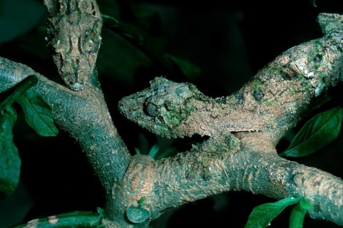 Leaf-tailed Gecko (Uroplatus guentheri), Madagascar, Africa