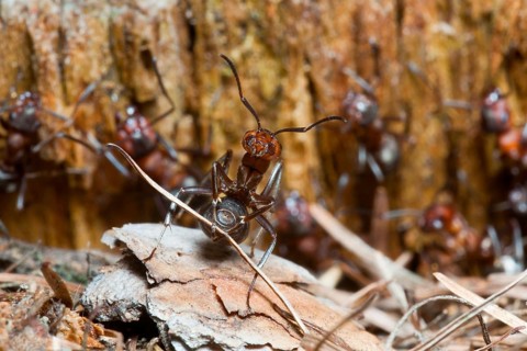 Wood Ant, transporting nest material, Lower Saxony, Germany (Formica rufa)