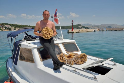 Sponge diver Kristijan Jaram with a giant sponge of the genus Dalmata fina, Krapanj, Šibenik-Knin,