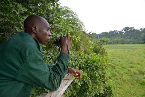 Ranger observing animals, Ndangaye clearing, Lobéké National Park, East Region, Cameroon, Africa