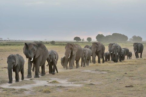 Herd of African Bush Elephants (Loxodonta africana), Amboseli National Park, Rift Valley Province,