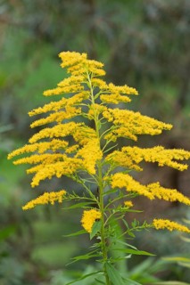 Canada goldenrod (Solidago canadensis), Kiel, Schleswig-Holstein, Germany, Europe