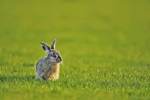 European hare (Lepus europaeus), brown hare sitting in meadow, the Netherlands
