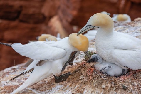 Northern gannet (Morus bassanus), Helgoland Cliff, Helgoland High Seas Island, nests, chicks, North
