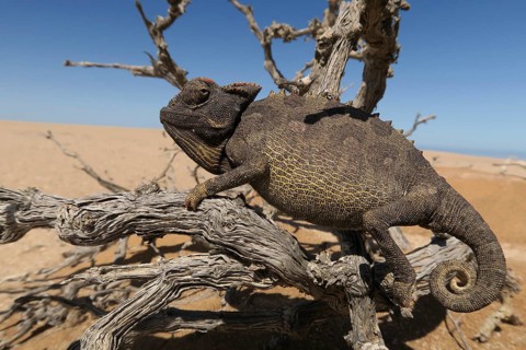 Namaqua Chameleon (Chamaeleo namaquensis), Namib Desert in Swakopmund, Namibia, Africa