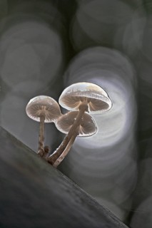 Porcelain fungi (Oudemansiella mucida), Emsland, Lower Saxony, Germany, Europe