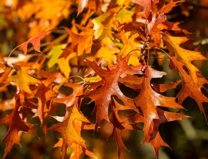 Autumn time, swamp oak in the park, Berlin, Germany, Europe