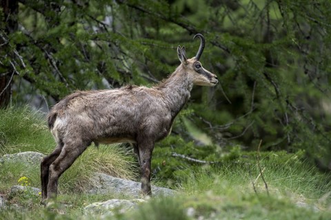 Alpine chamois (Rupicapra rupicapra) in coniferous forest under larch tree in spring