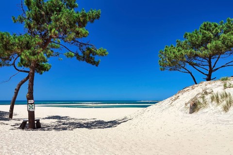 Pines (pinus) on a dune, shifting sand dune, path to the beach, Dune du Pilat, Banc d'Arguin nature