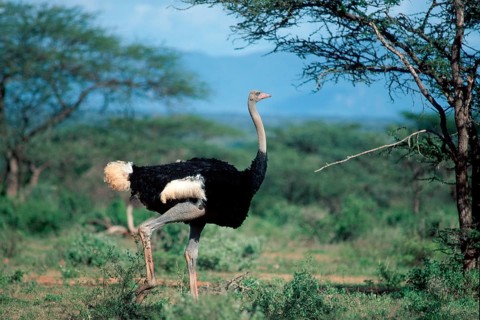 Somali Ostrich, male, Samburu Game Reserve, Kenya (Struthio camelus molybdophanes), side