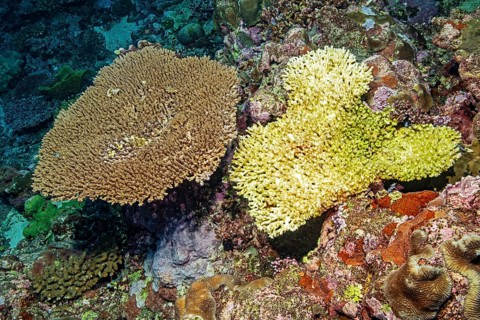 View from above left healthy intact hyacinth table coral (Acropora hyacinthus) hyacinth table coral