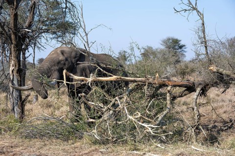 African elephant (Loxodonta africana) eating dry branches from a fallen tree, environmental