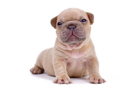 Cute cream 3 weeks old French Bulldog dog puppy with blue eyes isolated on white background